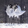 Bedford Park Photography Competition & Exhibition