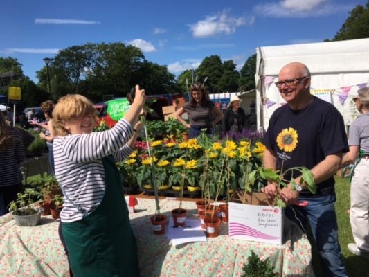 Sunflowers at the Plants Stall on Green Days  - this year on June 11 and 12